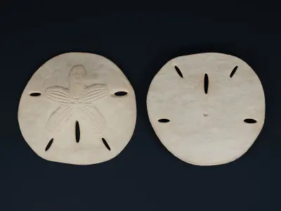 Low Poly Sea Shells Pack with Unreal Engine 5 Project Low-poly 3D model