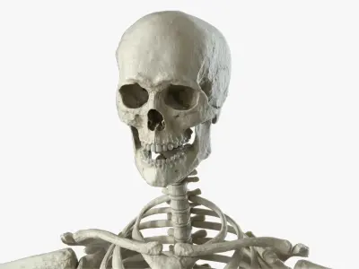  Human Skeleton (Rigged) 