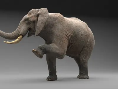  Elephant Rigged 