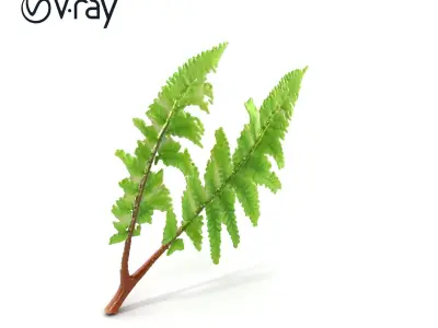 Detailed Asplenium Fern Foliage D Model Pack Low-poly 3D model