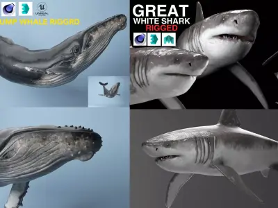 humpback whale plus White shark both rigged  3D Model Pack