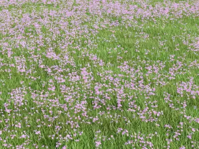 Pink Wild Flower Field 3D model