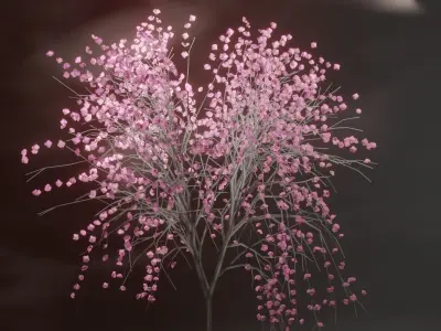 Model Japan Sakura Tree  Free 3D model