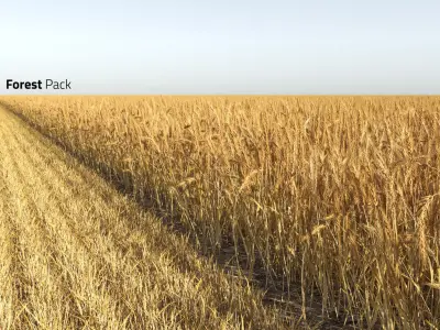  Wheat Field (+GrowFX) 