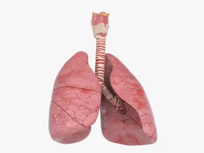  Larynx Trachea Lungs 