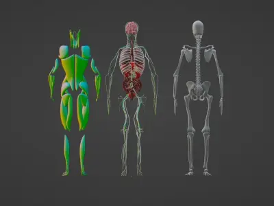 BODY ANATOMY 2023 3D model