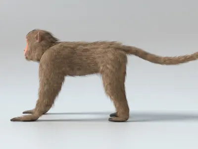  Monkey Animated 