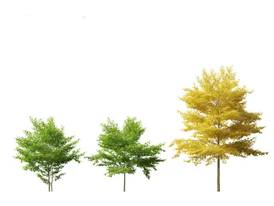 Styrax japonicus - Japanese snowbell  3D model