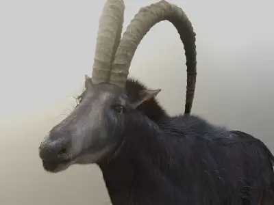 Sable Antelope - Rigged 3D model