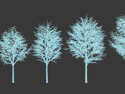 Tilia europaea Nr 5 H4-6m Five winter tree set 3D model