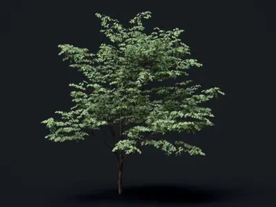 Tree Pack  Low-poly 3D model