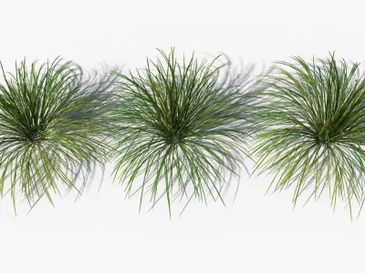 Muhlenbergia Rigens deergrass Low-poly 3D model
