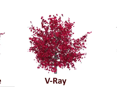 Red Maple Tree Acer Rubrum Low Poly 01 Low-poly 3D model