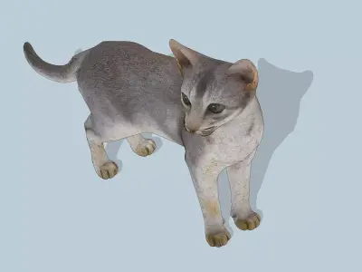 Slender Cat Low-poly 3D model