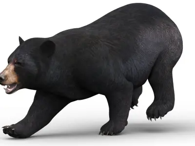  Rigged and Animated Black Bear and Red Wolf Forest Predators 3D Bundle 