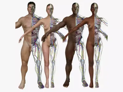 Full Body Anatomy Collection 3D model