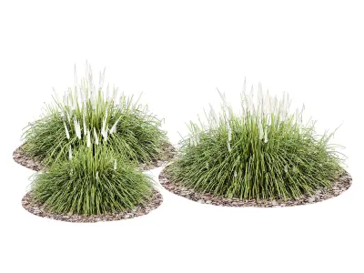 Ornamental grass 3D model purchase