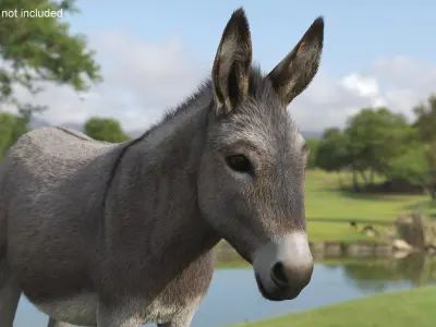  Domestic Donkey Standing Fur 
