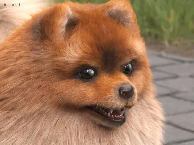  Pomeranian Spitz Dog Orange Fur for Cinema 4D 