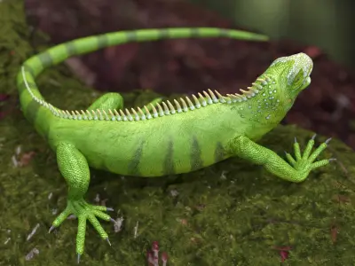  Iguana Reptile Creature Rigged for Cinema 4D 