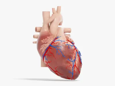  Human Heart Animated (Pro Version) 