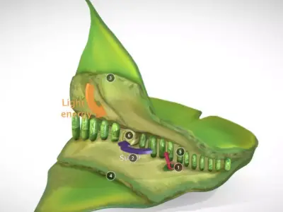 photosynthesis process Low-poly 3D model
