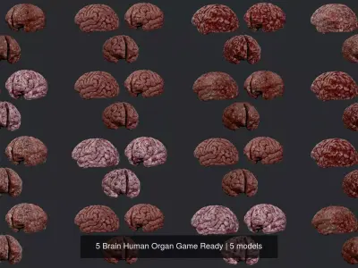 5 Brain Human Organ Game Ready 3D Model Pack