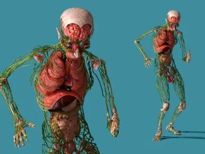  Digestive and Lymphatic System Male Anatomy Rigged 