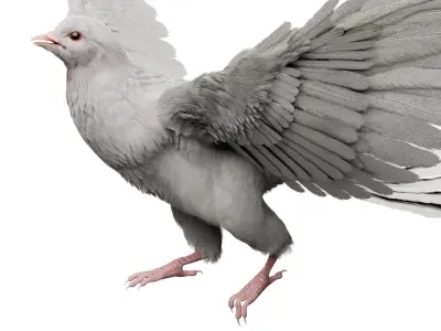  White Dove Fur Animated Rigged 3D 