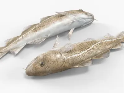  Cod Caught on Fishing Rod 