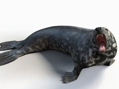  Grey Seal Animated 