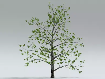 laos Montpellier Maple 3D model