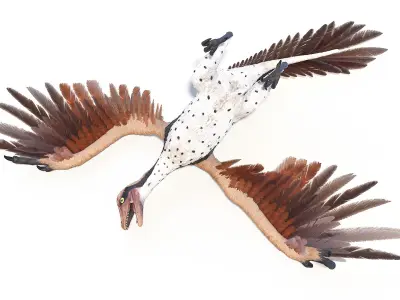  Archaeopteryx Animated 