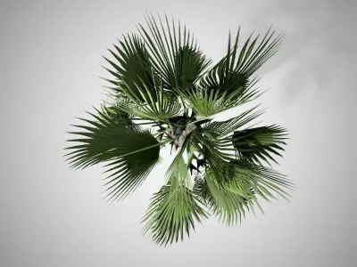 Chinese Fan Palm Tree Low-poly 3D model
