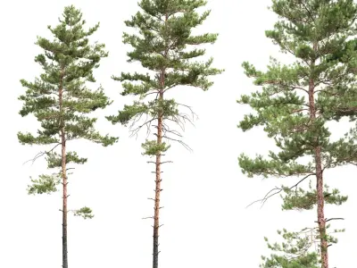  Pinus Sylvestris Pack #2 