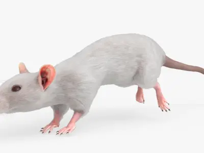  White Rat Fur Rigged For Blender 