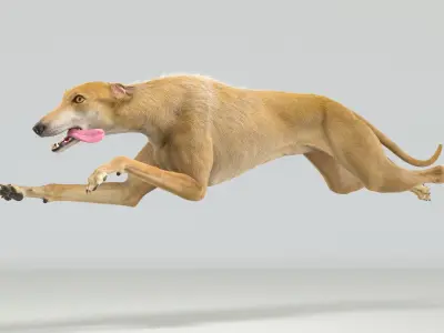  Greyhound Fur Animated Collection 