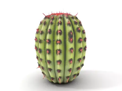 Prickly Cactus Plant model pack Low-poly 3D model