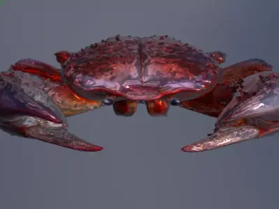 Realistic 3D Crab 3D model