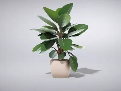 Elegant Ficus Elastica Rubber Plant Low-poly 3D model