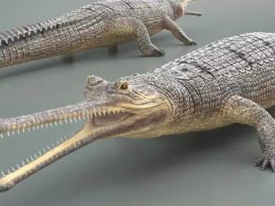  Long Snouted Gharial Crocodile 