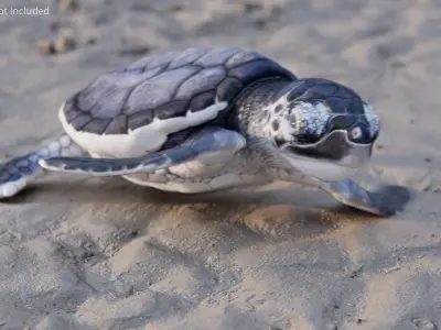  Black Baby Sea Turtle Swim Rigged For Maya Animated 