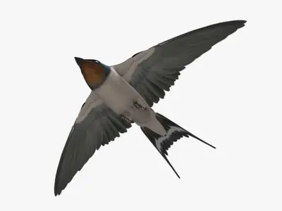  Hirundo Rustica "Barn Swallow" 