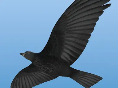  Bird For Flock Animation 