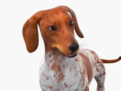  Short-Legged Hound with Dapple Coat Rigged for Maya 
