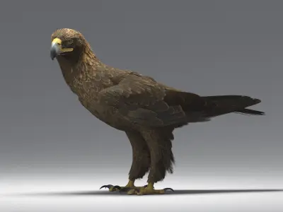  Golden Eagle Animated 
