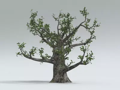 laos Old Oak 3D model