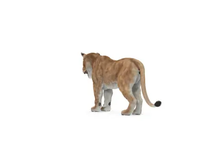  Lioness Textured w Fur 