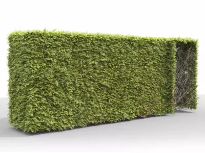 Thuja occidentalis hedge 03 3D model