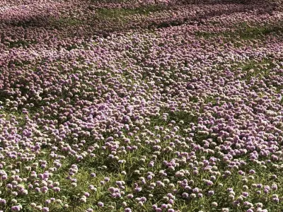 Grass and clover plantation 3D model